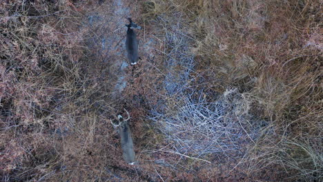 vista aérea de arriba hacia abajo de ciervos salvajes parados entre matorrales en el valle agradable, california