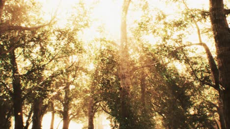 rays of sunlight in a misty forest in autumn