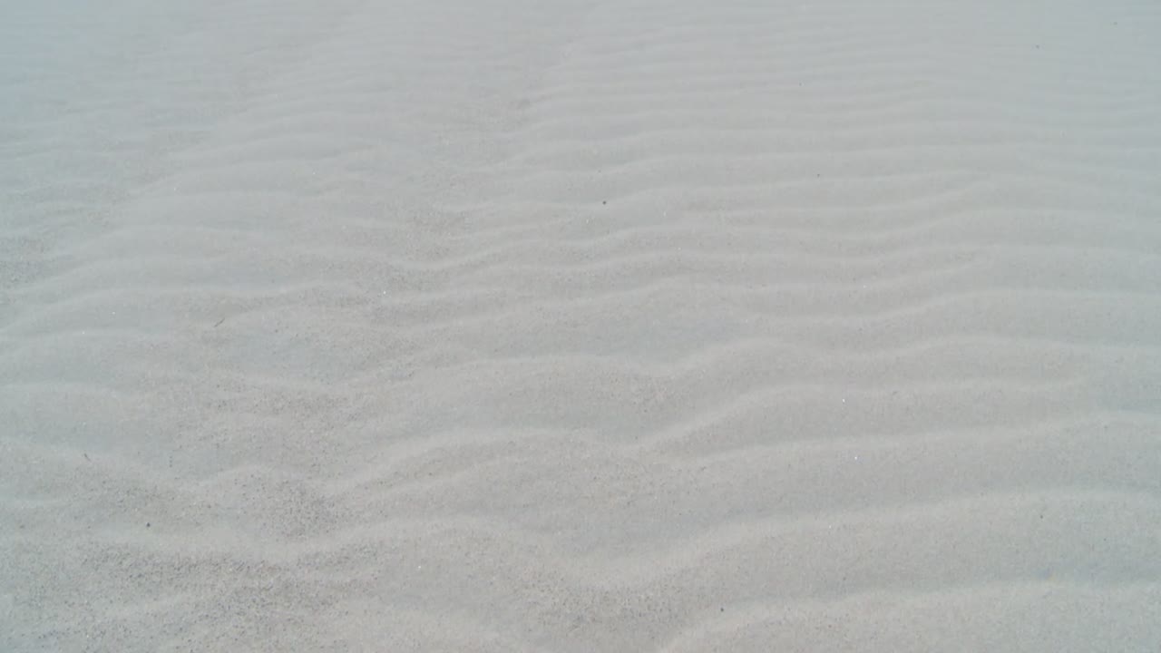 White Sand Dunes And Lush Trees At Indiana Dunes National Park, USA. Tilt-up Shot