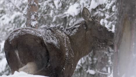 roamer moose covered in snow trampling through frozen winter forest - medium slow-motion shot