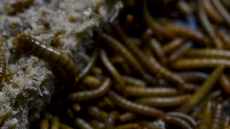 The-Mealworm-is-a-species-of-Darkling-Beetle-used-to-feed-pets-like-fish,-snakes,-birds,-and-frogs