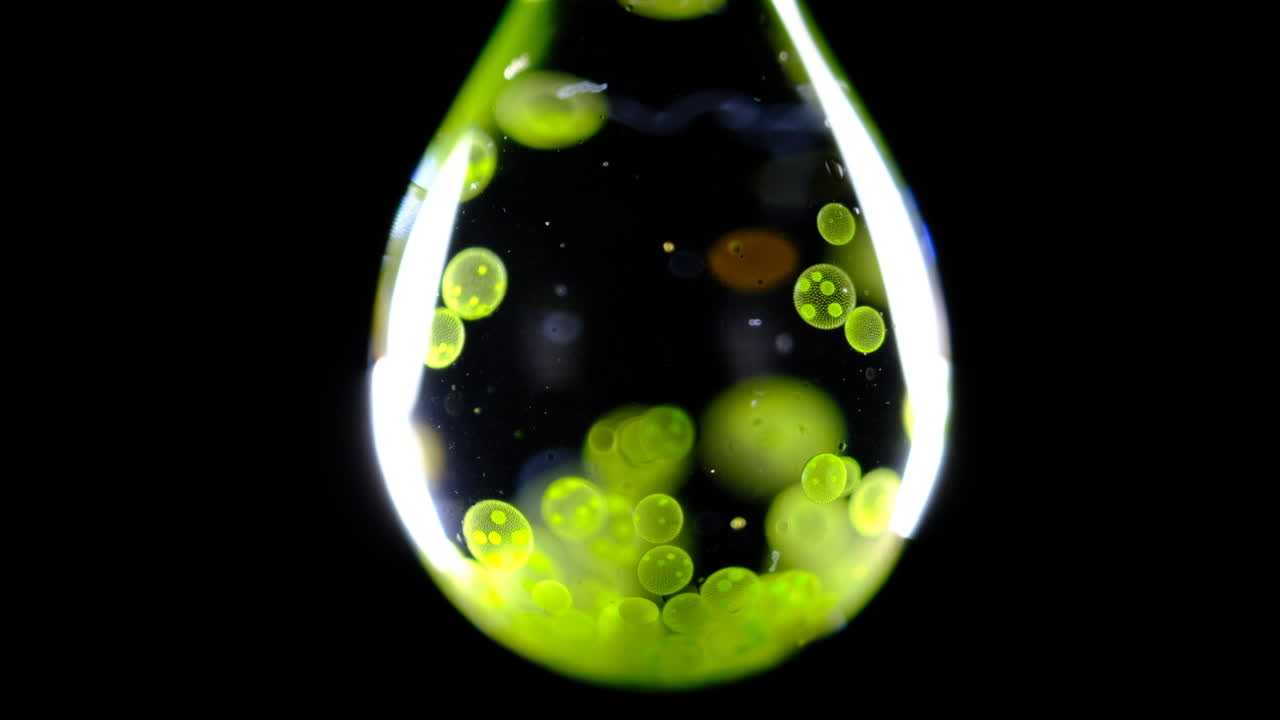 Microscopic Volvox Colonies in a Liquid Drop