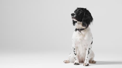 long shot of dog sitting with copy space