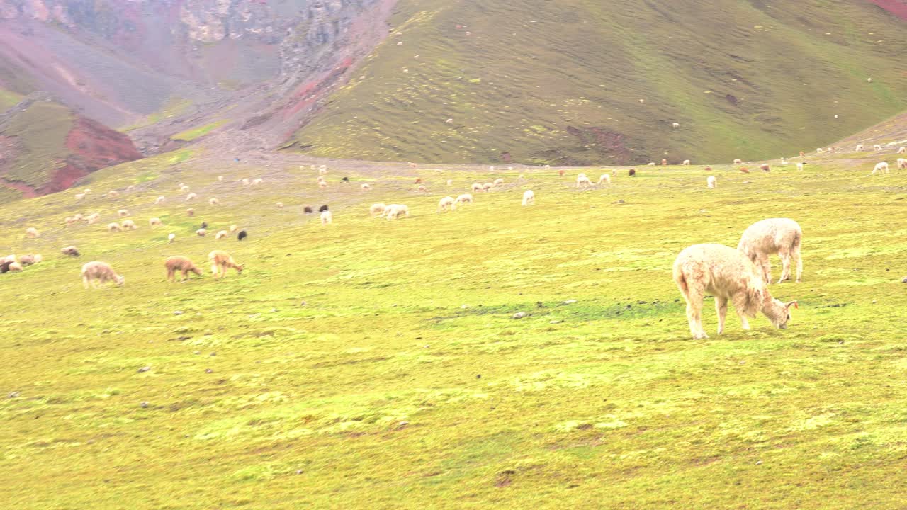 산으로 둘러싸인 계곡 바닥에서 풀을 뜯고 있는 가축화된 라마 무리