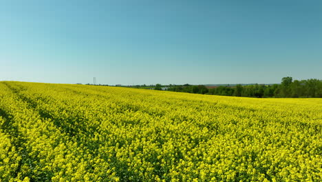 Ein-Weites-Feld-Voller-Rapsblüten-In-Voller-Blüte-Erstreckt-Sich-Unter-Einem-Klaren-Himmel,-Am-Horizont-Sind-Stromleitungen-Zu-Sehen,-Die-Moderne-Infrastruktur-Mit-Natürlicher-Schönheit-Verschmelzen.