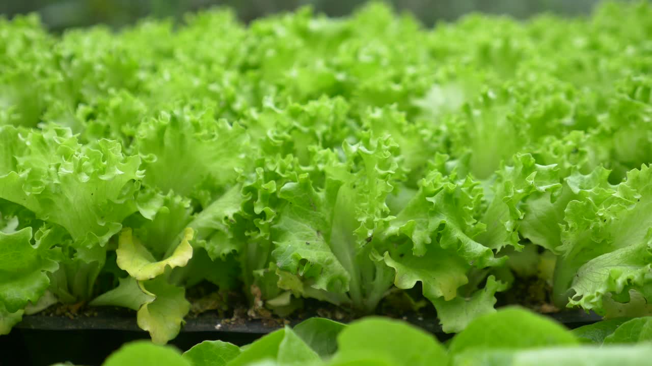 close up de lechuga verde fresca que crece en un jardín