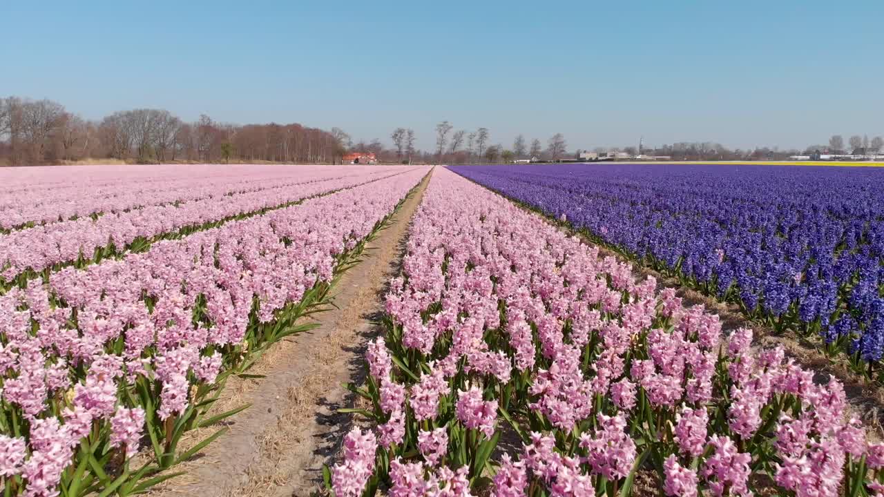 volando sobre florecientes campos de jacintos holandeses durante el día - toma aérea de drones