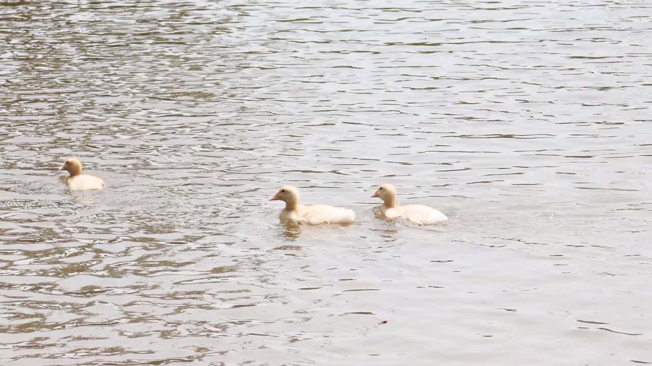 Un gruppo di anatre che nuotano tranquillamente nell'acqua