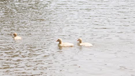 a group of ducks swimming peacefully in water.