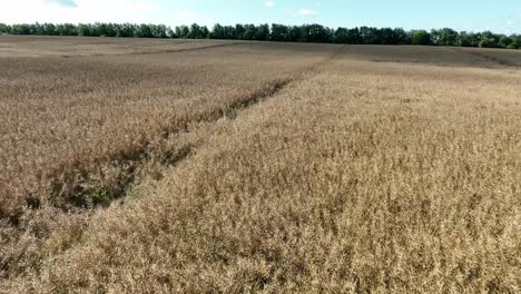 Golden-oat-fields-in-Denmark-Europe---Food-crop-aerial-flyover-in-low-altitude-and-60-fps