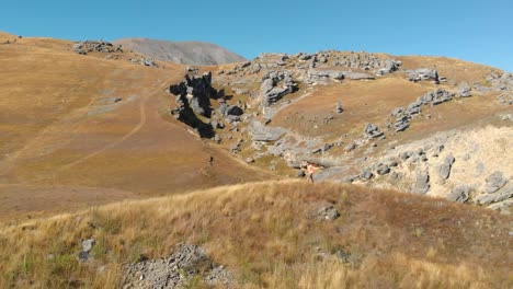 Aerial-shot-of-a-tourist-walking-on-the-top-of-a-hill-in-the-Canterbury-area,-New-Zealand,-whit-the-camera-moving-parallel-to-him-and-revealing-the-landscape-behind