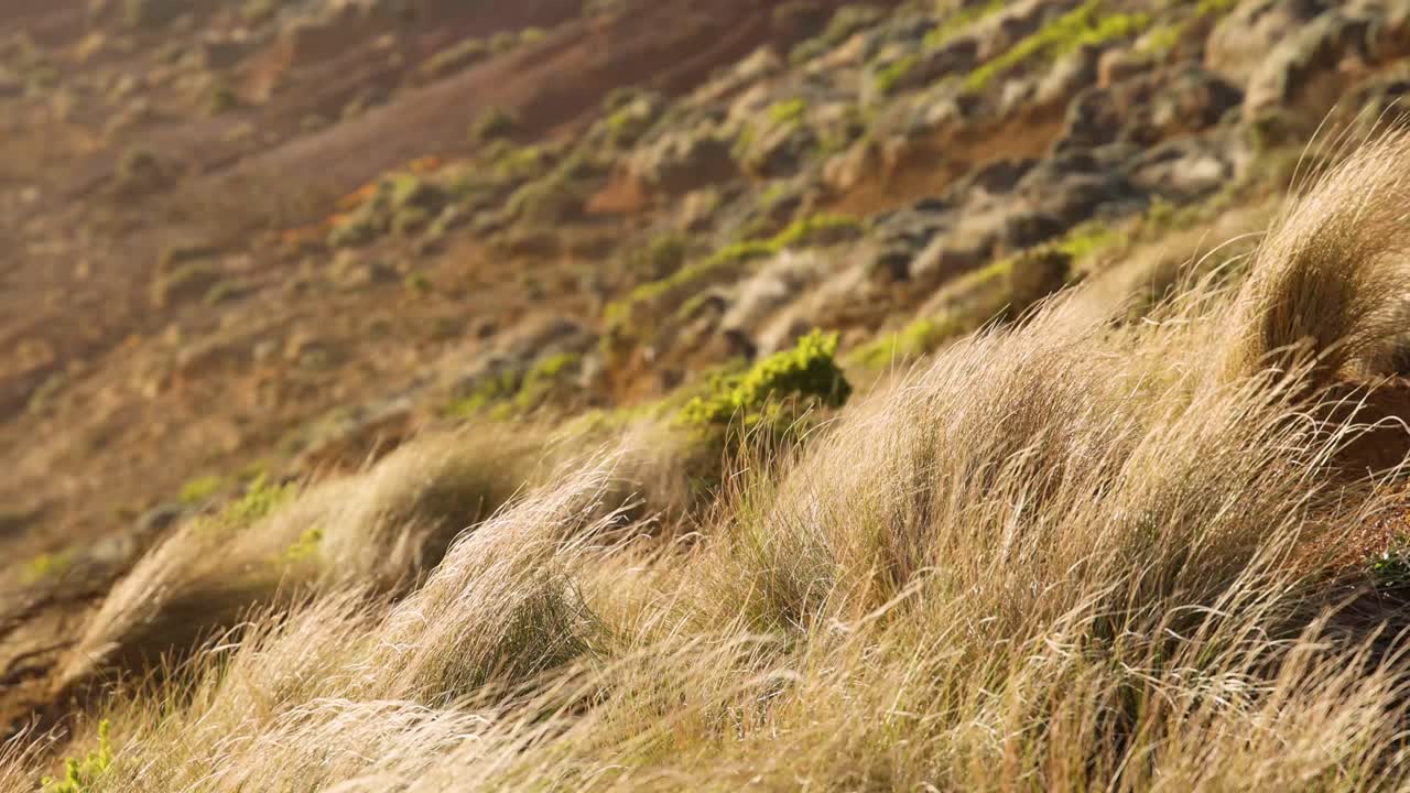 la hierba se balanceaba en el viento en los doce apóstoles