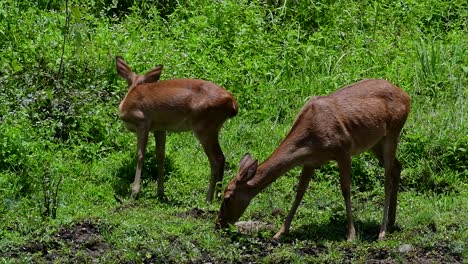 the eld's deer is an endangered species due to habitat loss and hunting