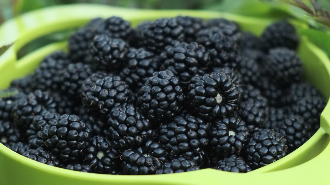 un cuenco lleno de hermosas moras silvestres recién recogidas, en cámara lenta 4k
