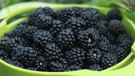 bowl full of beautiful wild blackberries freshly picked, in slow motion 4k