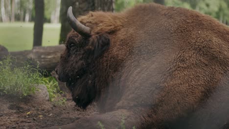 european bison lying in woodland distracted by swarm