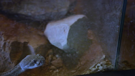 Gimbal-shot-of-rattlesnake-in-zoo-enclosure