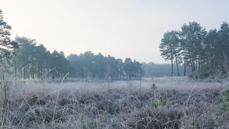 frozen winter forest landscape