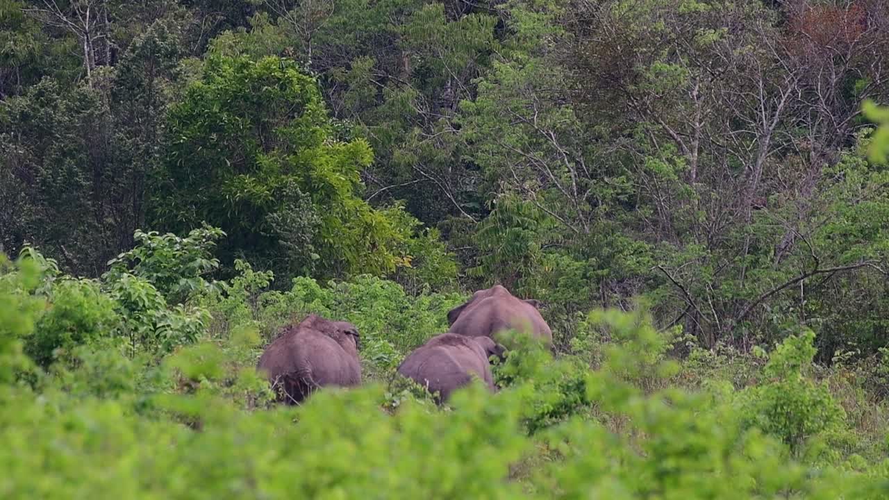 los elefantes asiáticos son especies en peligro de extinción y también son residentes de tailandia