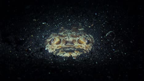 Reticulated-Stargazer-Uranoscopus-sp.-Lembeh-Indonesia-4k-25fps