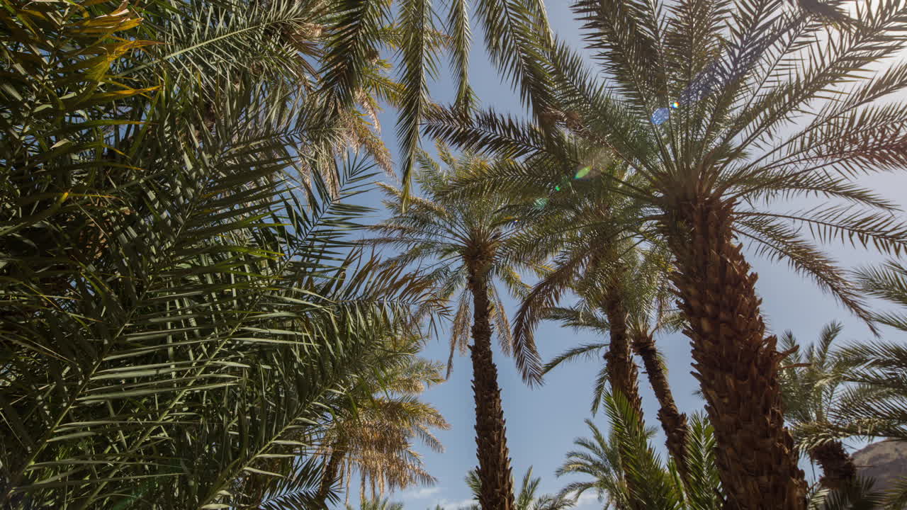 Palm Spin 02