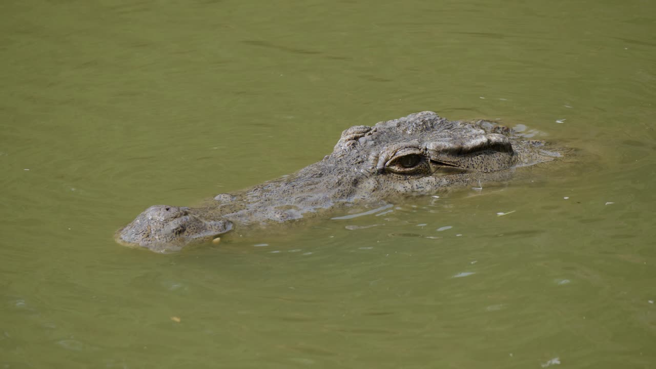 un cocodrilo acecha esperando una presa
