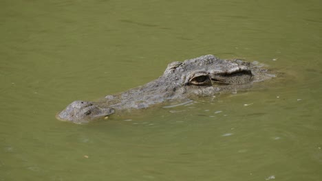 a crocodile stalks waiting for a prey