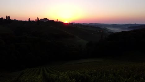 grapevine field in styria austria