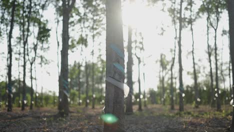 rubber plantation trees with tapping marks