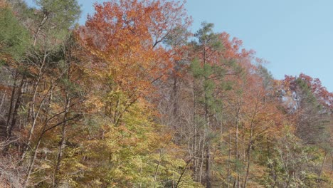 Trees-along-the-Wissahickon-Creek-in-Autumn