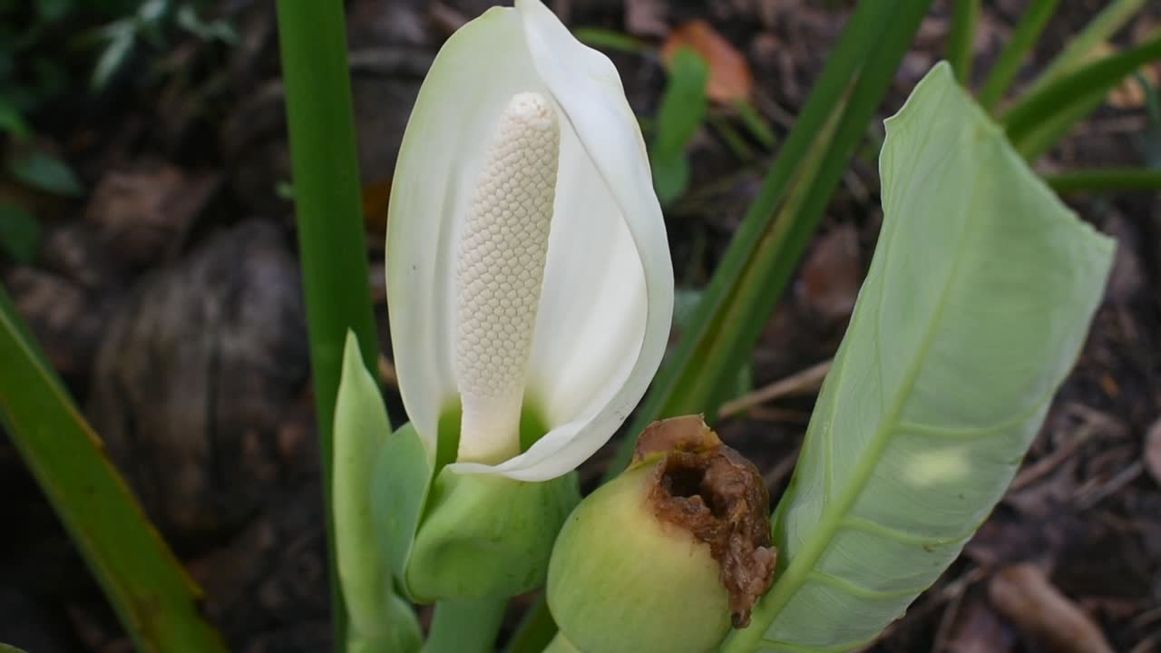 flor blanca de planta de taro u orejas de elefante o colocasia esculenta en sri lanka