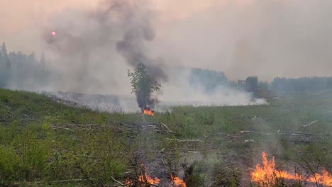 los incendios forestales en las praderas se extienden esparciendo llamas rojas y humo oscuro en el cielo.