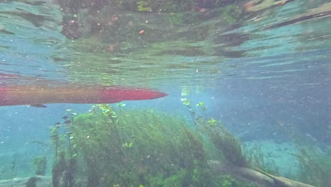 kayaking underwater in a crystal clear spring