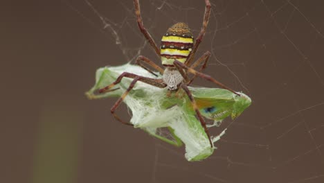 St.-Andreaskreuz-Weibliche-Spinne-Hält-Sich-An-Gottesanbeterin-Fest,-Die-Im-Netz-Gefangen-Ist,-Tagsüber-Windig,-Sonnig,-Australien,-Victoria,-Gippsland,-Maffra,-Nahaufnahme