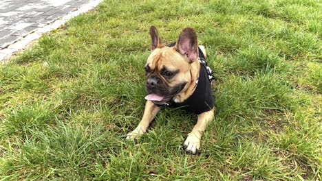 a tired french bulldog lies on the grass, has a pointed tongue and breathes deeply