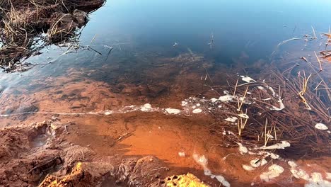 Arroyo-De-Corriente-Libre-En-La-Naturaleza,-Con-Agua-Clara,-Corriente-Suave-Y-Vegetación-Acuática-En-Descomposición-Bajo-El-Agua.