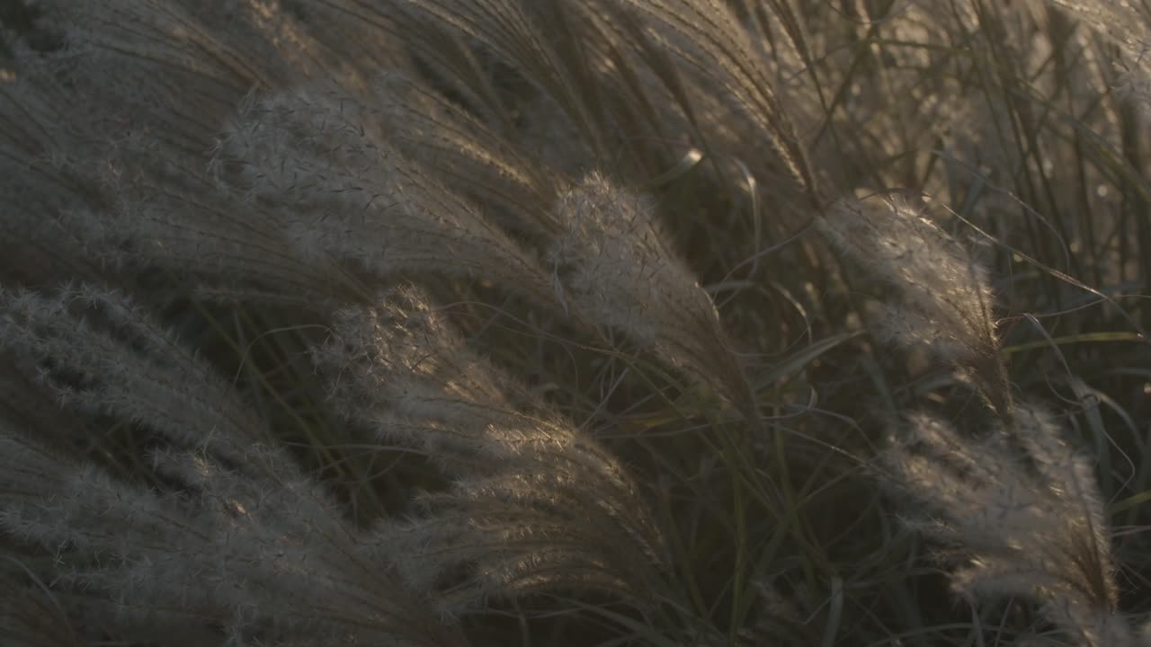 vista suave de plantas de aspecto esponjoso que se mueven con el viento