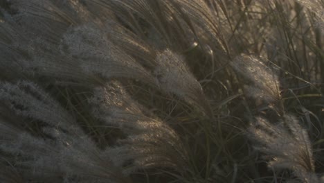 Glatte-Sicht-Auf-Flauschig-Aussehende-Pflanzen,-Die-Sich-Im-Wind-Bewegen