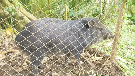 Fascinante-Sajino-En-Cautiverio:-Observe-Un-Pecarí-Cautivo-En-4k,-Filmado-En-El-Zoológico-Local-De-Tena.