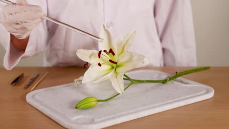 scientist examining a lily flower in a laboratory setting