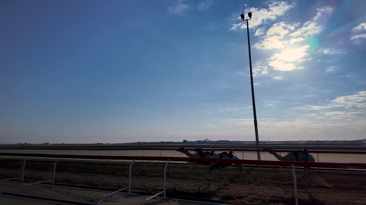 Camel races at sunset with the animals in silhouette as they run around the track