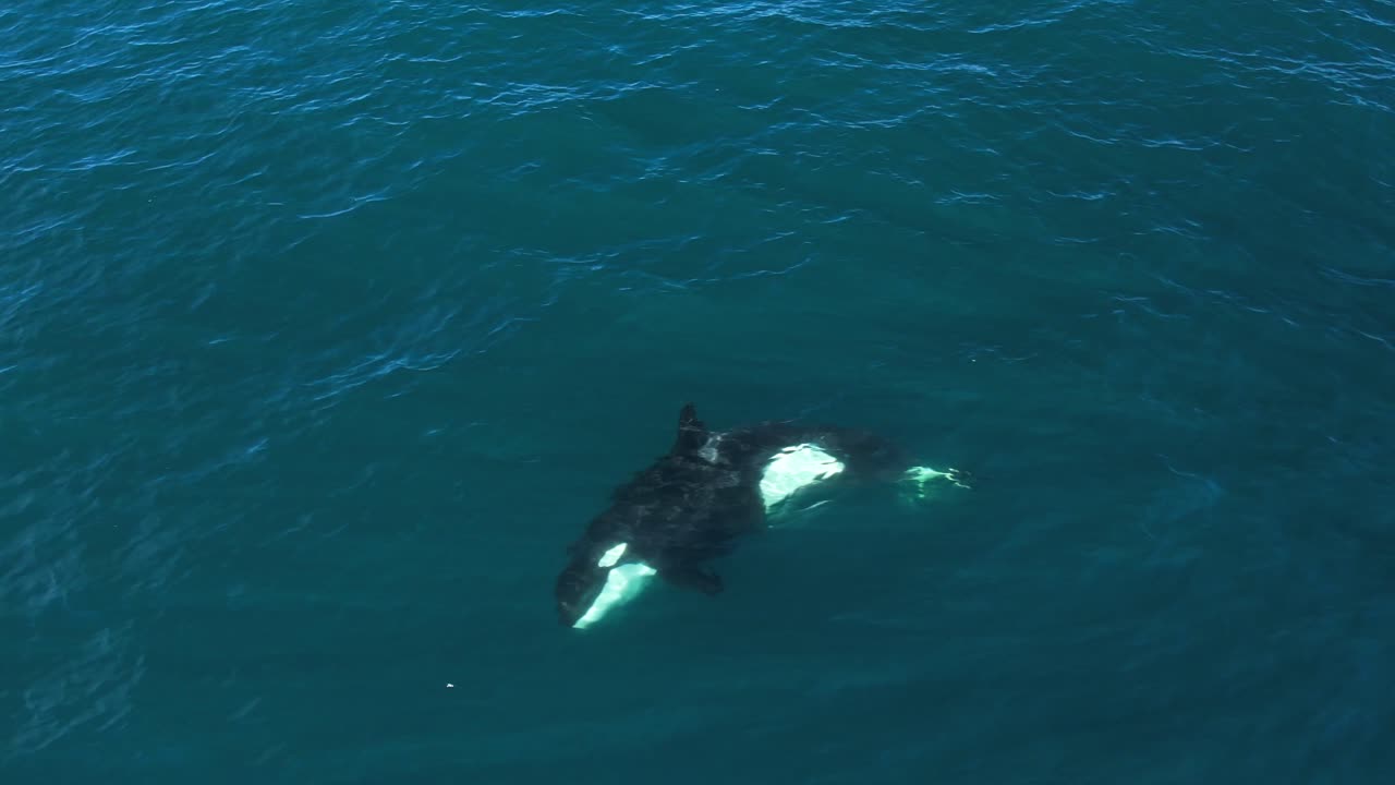 raras imágenes de una sola orca etp girando hacia un lado para mirar a un avión no tripulado documentando la vaina mientras cazan en el sur de california