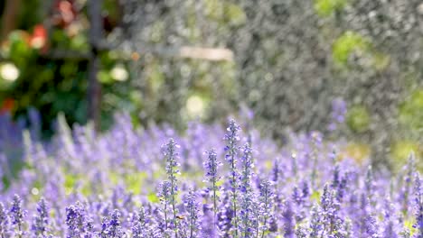 lavender garden being watered in thailand park