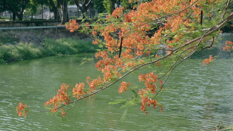 still video shot of a flowering flame tree delonix regia that is growing by a flowing creek in the middle of a park in bangkok, thailand