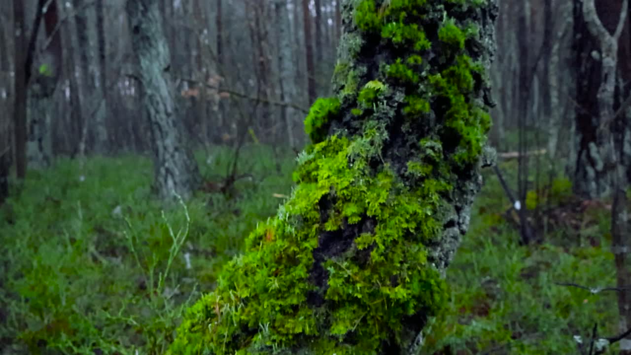 misterioso bosque de niebla con árboles cubiertos de musgo