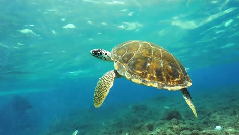 la tortuga marina se desliza con gracia sobre el vibrante arrecife de coral, rodeada de aguas azules claras y peces pequeños. captura la belleza de la vida marina