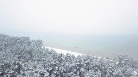 beautiful aerial footage of trees covered with snow, light snow falling, nordic woodland pine tree forest, baltic sea coast, wide drone shot moving forward camera tilt down