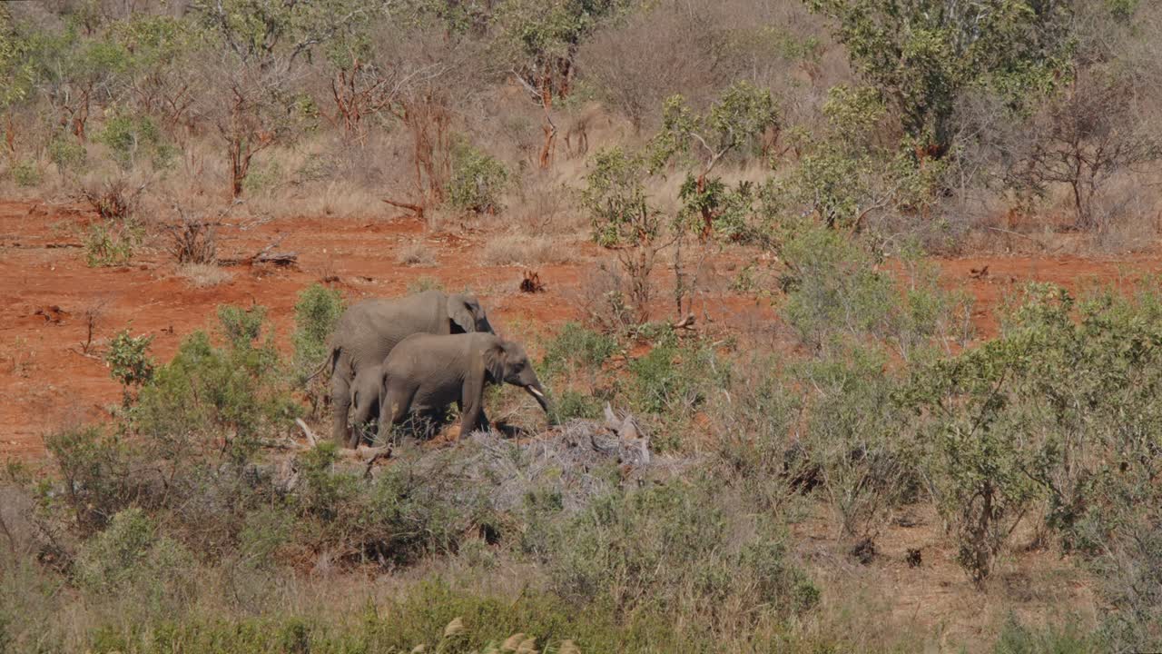 Wide overview of family of elephants with young child walking together on top of rock as they graze