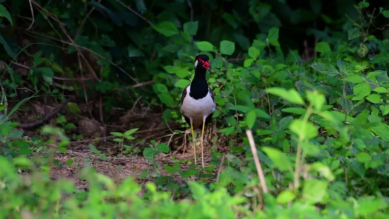 el avefría de barbas rojas es una de las aves más comunes de tailandia