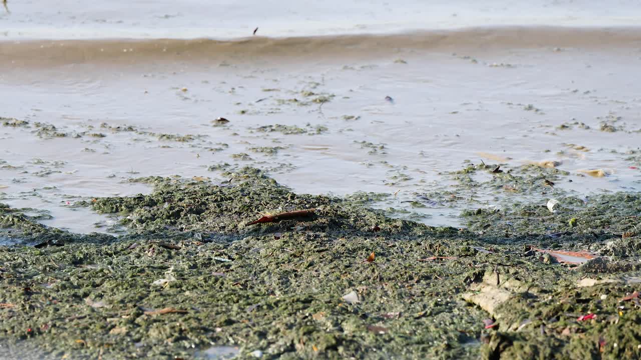Waves washing over seaweed-covered beach in Chonburi